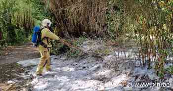 Brandweer blust brandende bamboe - Het Laatste Nieuws