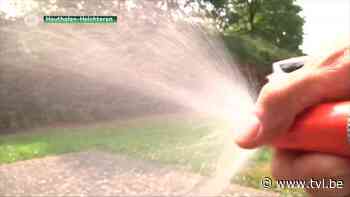 Sproeiverbod komt eraan, droogte baart vooral boeren zorgen - TV Limburg