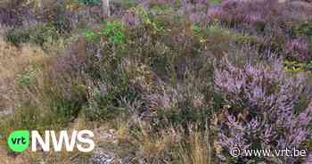 Heide in Limburg in volle bloei, hier en daar wel dor door droogte - VRT NWS