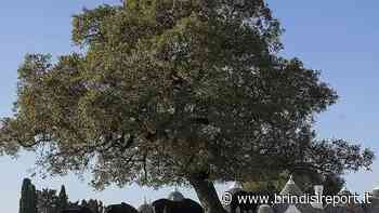 Festival dei Sensi in Valle d'Itria XIII edizione - BrindisiReport