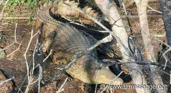 Coccodrillo a Brindisi: spunta all'improvviso dalla macchia e spaventa un uomo (che riesce a fotografarlo) - ilmessaggero.it