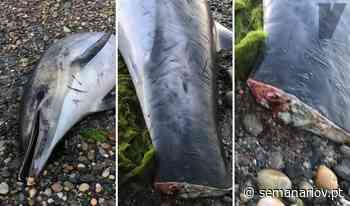 Golfinhos mortos em Viana do Castelo com caudas cortadas e marcas de redes - Semanário V