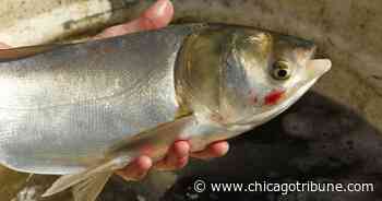 Large invasive fish formerly known as Asian carp captured in Lake Calumet on city's Far South Side. - Chicago Tribune