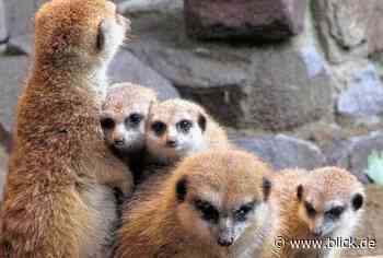 Baby-Alarm! Süßer Nachwuchs im Chemnitzer Tierpark | blick.de - Chemnitz - Blick.de