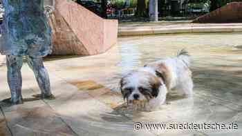 Schwammhund - Dachau - Süddeutsche Zeitung - SZ.de