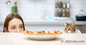 Cat Food-Inspired Restaurant To Open In New York - CFJC Today Kamloops