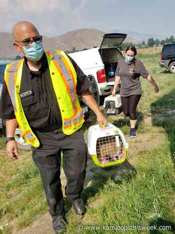 BC SPCA help is there for animals impacted by wildfires - Kamloops This Week