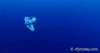 Immortal Jellyfish: The Secret To Cheating Death? - CFJC Today Kamloops