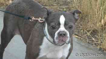 Local dog finds way home after six weeks of wandering Kamloops streets - CFJC Today Kamloops