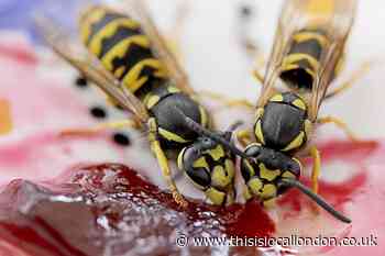Why do wasps follow you? How to avoid being chased by wasps this summer