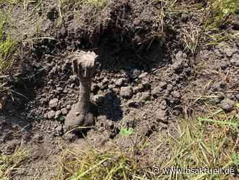 Mindelheim: Bei der Schatzsuche auf Granate gestoßen - BSAktuell