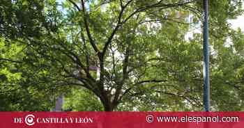 Alumbrado nuevo para estos dos barrios de Zamora - EL ESPAÑOL