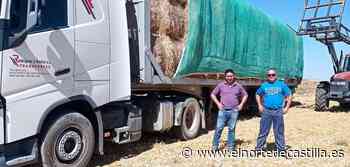 Alpacas solidarias de Torrelobatón con destino a Zamora - El Norte de Castilla