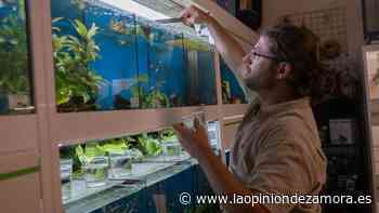 Nueva Ley de Bienestar Animal en Zamora: “Así no se lucha contra el maltrato" - La Opinión de Zamora