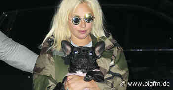 Lady Gaga: Hunde-Entführer zu vier Jahren Haft verurteilt - bigFM
