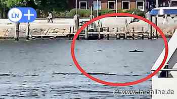 Delfine vor Lübeck-Travemünde? Das sagt ein Experte zu den Tieren - Lübecker Nachrichten