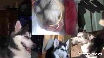 Woman seeking justice in dog's death says 'person of interest' photo released was actually her partner - CBC.ca