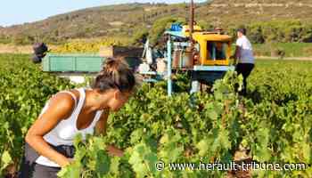 Frontignan : c'est parti pour les vendanges du Muscat - Hérault Tribune