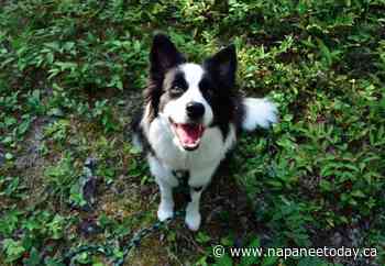 Kingston Sheep Dog Trials taking place this weekend - napaneetoday.ca