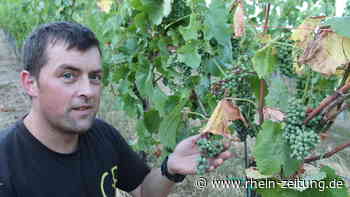 Winzer in Not: Reben im Trockenstress - Rhein-Zeitung