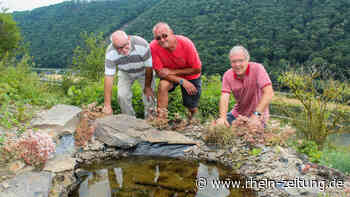 Naturparadies in Müden: Am Teich trillern die Kröten - Rhein-Zeitung