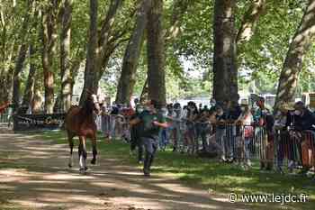 120 chevaux en lice, mercredi 15 juin, à Decize, pour le Sprinter Sacré Show - Le Journal du Centre