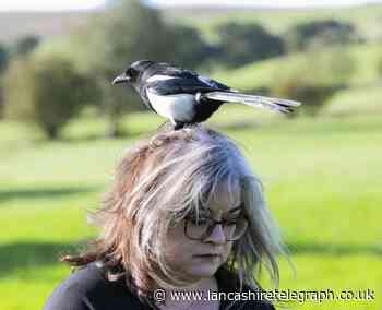 Sabden magpie is grounded for terror spree in Accrington bakery
