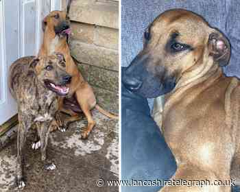 Pet insurance calls after Accrington dog 'put down as owner couldn't afford vet bills'