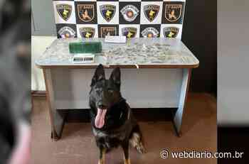 Cadela Zoe localiza ponto de tráfico em Itapevi - WebDiario