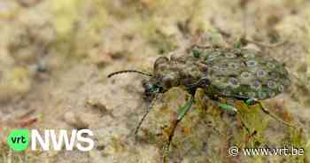 Zeldzame kevers gespot in Hogenbos in Merelbeke - VRT NWS