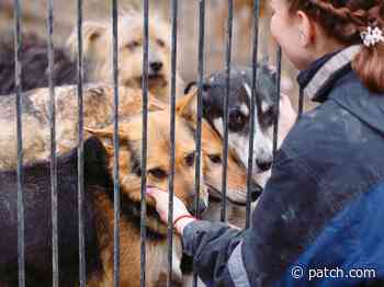 Furry Babies Store In Aurora Could Have License Revoked By State - Patch