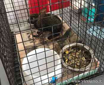 Maxi incendio a Saronno: Enpa si occupa di un coniglietto ustionato (ce ne sono molti morti) - VareseNoi.it