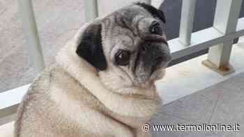 Termoli: Ritroviamo Shiva - Termoli Online