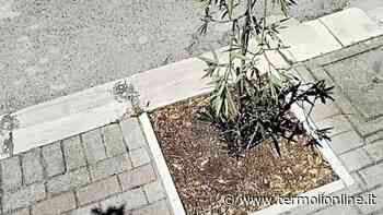 Incivili alla ribalta, a Porticone distruggono piante - Termoli Online