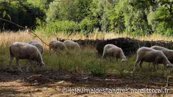Lillers : de l'éco-pâturage avec des moutons - Le Journal des Flandres