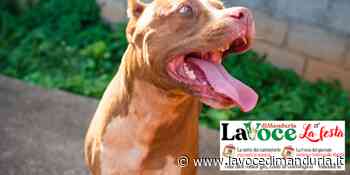 Pitbull aggredisce un uomo con il suo cagnolino - La Voce di Manduria