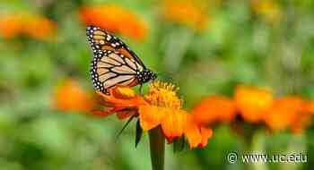 UC biologist explains why monarch butterflies are in decline | University Of Cincinnati - University of Cincinnati