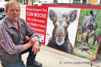 B.C. group applauds province for protecting cow moose in Omineca region - Nelson Star