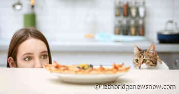 Cat Food-Inspired Restaurant To Open In New York - Lethbridge News Now