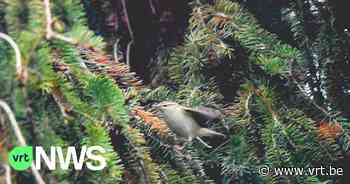 Vogelspotters in de ban van zeer zeldzaam zangvogeltje Humes Bladkoning in Aartselaar - Vlaamse Radio- en Televisieomroeporganisatie