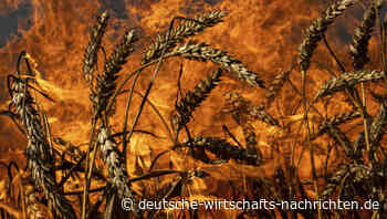 Trotz Krieg: Ukrainische Bauern ernten mehr als erwartet