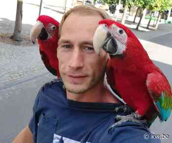 Mathias en zijn papegaaien Charlie en Riki zijn sterren in Diksmuide: “We zijn een toeristische attractie” - KW.be - KW.be