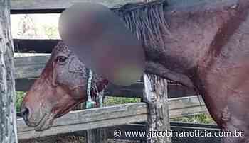 Cavalo é encontrado com cortes graves no pescoço em Jacobina; imagens fortes - Jacobina Notícias