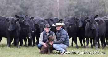 Circle 8 stud marks 30 years in Angus breed - Farm Online