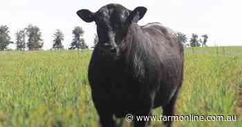 First Angus bull, female sale for 3R Livestock - Farm Online