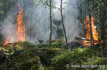 ▷ Anzünden von Feuer und offenes Licht im Wald ist verboten - Eppingen.org