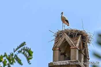 Erster Jungstorch in Bamberg seit 120 Jahren: Große Sorge um den Nesthocker - Fränkischer Tag