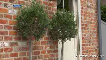 Dieven brengen gestolen olijfboompjes uit Haacht terug... met excuses en cadeaumand - ROB-tv