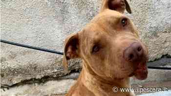 Cani da adottare a Pescara ad agosto: è allarme pitbull - IlPescara