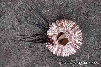 La mortalité "massive" des oursins noirs inquiète les scientifiques en Guadeloupe